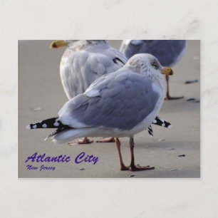 The Seagulls of Atlantic City Postcard