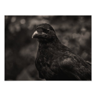 The Seeker Photo Print