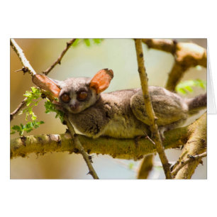 The Senegal Bushbaby (Galago Senegalensis)