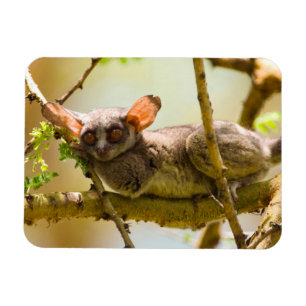 The Senegal Bushbaby (Galago Senegalensis) Magnet