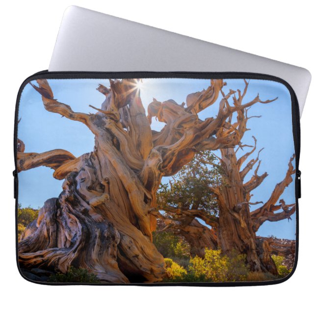The Sentinel Tree Laptop Sleeve (Front)