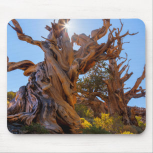 The Sentinel Tree Mouse Pad