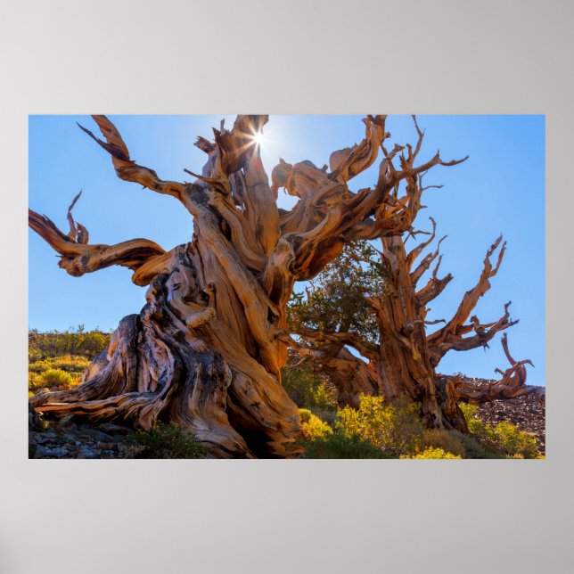 The Sentinel Tree Poster (Front)