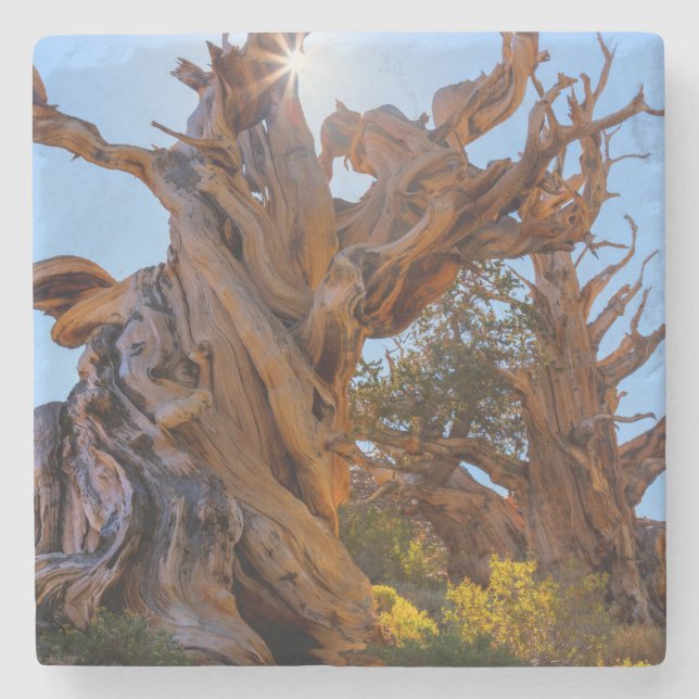 The Sentinel Tree Stone Coaster (Front)