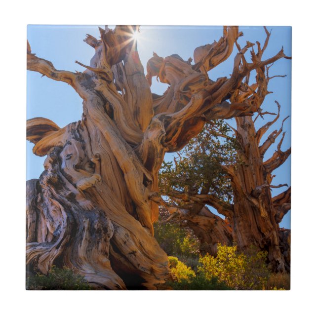 The Sentinel Tree Tile (Front)