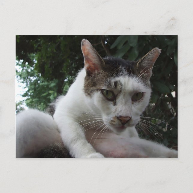 The sharp, piercing gaze of a stray cat. postcard (Front)