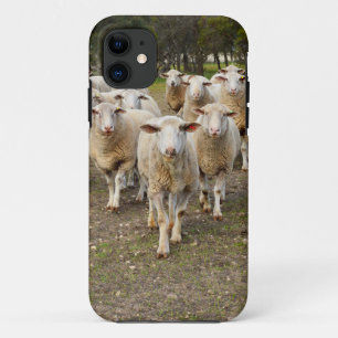 The Sheep Come Marching In Hurrah, iPhone 11 Case