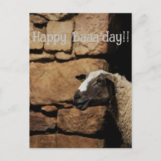 The Sheep, Happy Baaaday!  Postcard