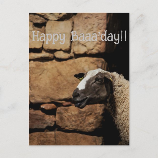 The Sheep, Happy Baaaday!  Postcard (Front)