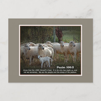 The Sheep of His PasturewScripture Postcard
