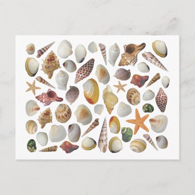 The Shell Collector Post Card (Front)