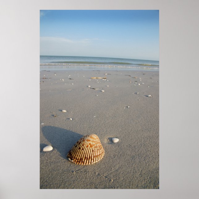 The Shell Poster (Front)