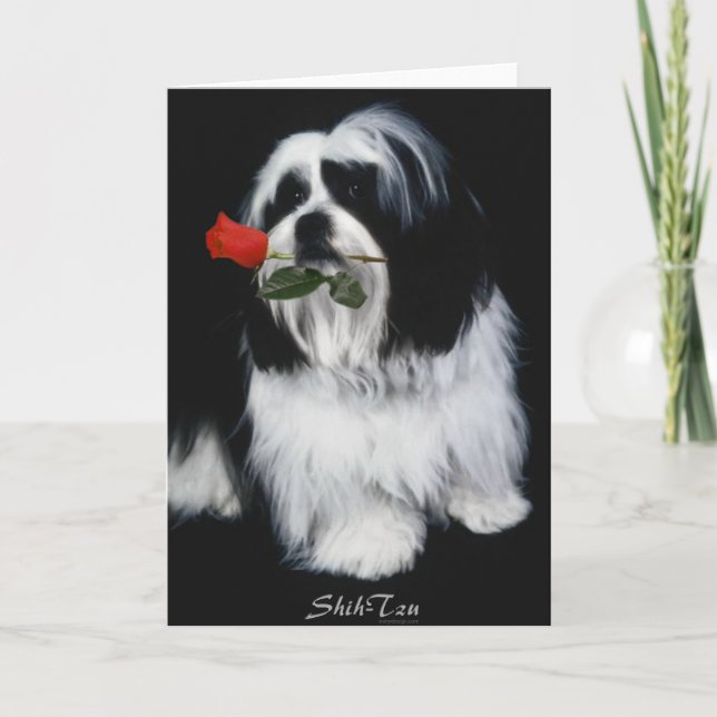 The Shih Tzu Dog Card (Front)