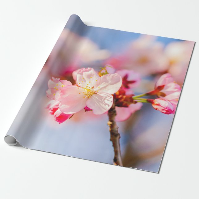 The Shining Beauty Of Pink Sakura Flowers Wrapping Paper (Unrolled)