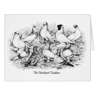 The Short-faced Tumbler Pigeons