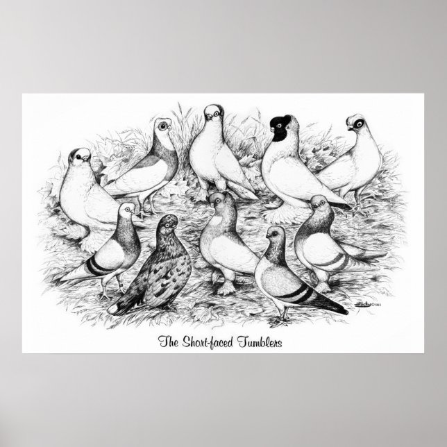 The Short-faced Tumbler Pigeons Poster (Front)