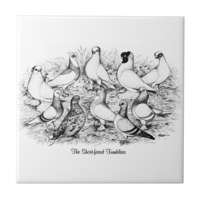 The Short-faced Tumbler Pigeons Tile (Front)