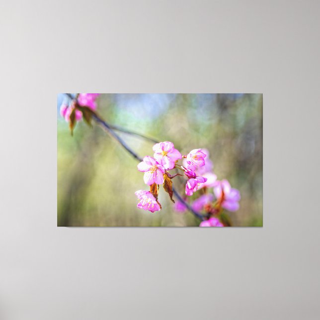 The Simple Beauty Of Sakura Flowers In Springtime Canvas Print (Front)