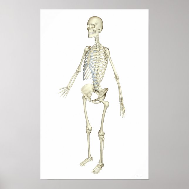 The Skeletal System Poster (Front)