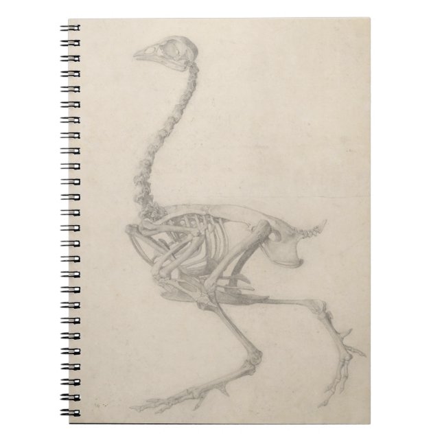 The Skeleton of a Fowl, from the series 'A Compara Notebook (Front)