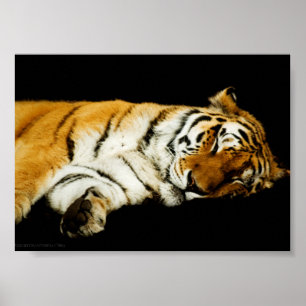 The Sleeping Amur Print