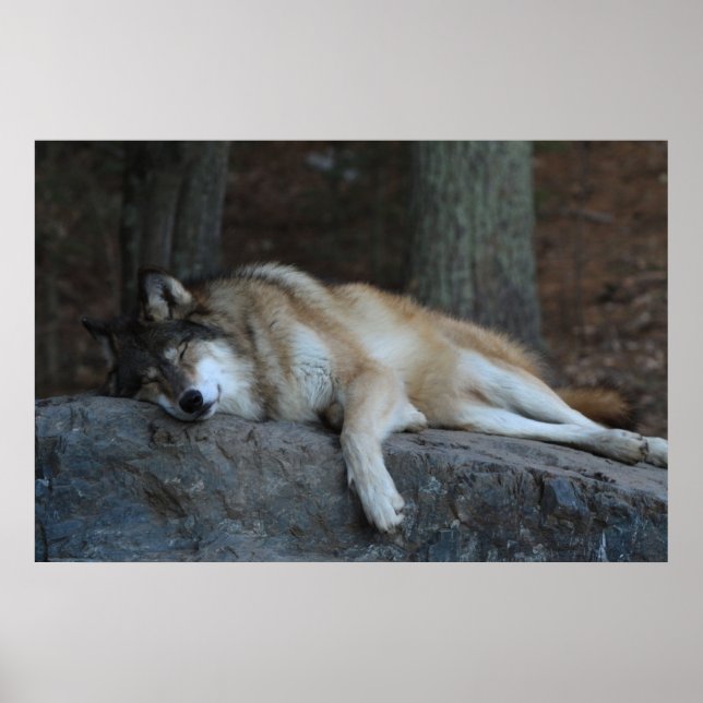 The Sleeping Wolf Poster (Front)