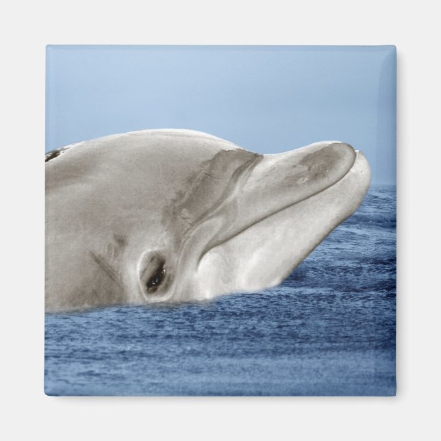The smiling dolphin magnet (Front)