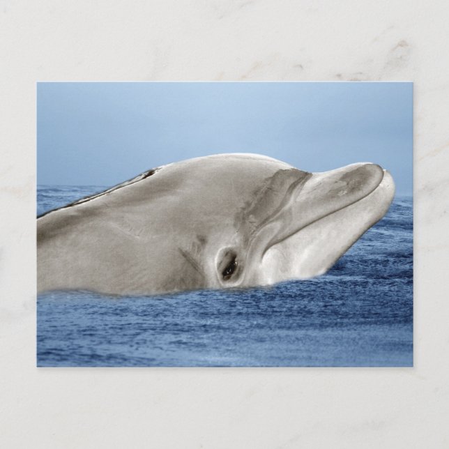 The smiling dolphin postcard (Front)