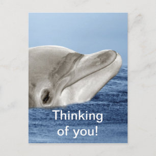 The smiling dolphin postcard