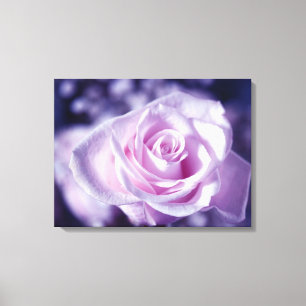 The Softest Pink Rose Stretched Canvas Print