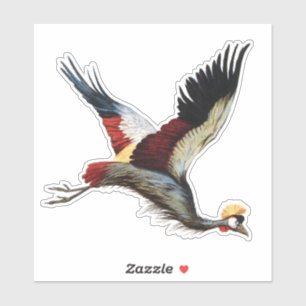 The South African crowned crane in mid-flight