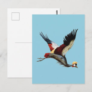 The South African crowned crane in mid-flight Postcard