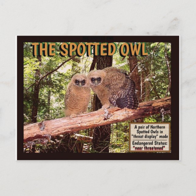 THE SPOTTED OWL: POSTCARD (Front)