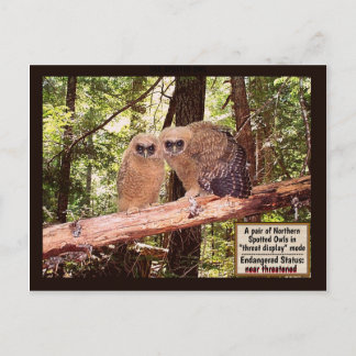 THE SPOTTED OWL: POSTCARD #2