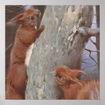 THE SQUIRREL (Sciurus vulgaris)