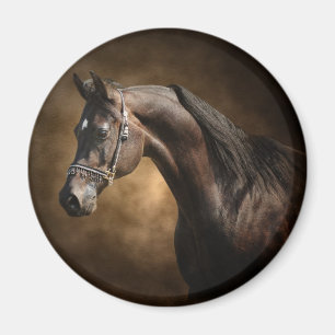 The Stallion Magnet