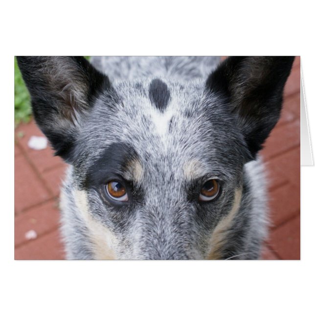 The Stare Down (Front Horizontal)