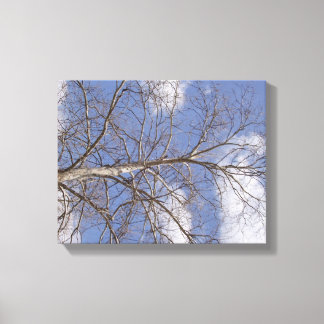 The Stately Indiana Sycamore Canvas Print