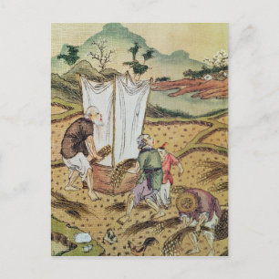 The Story of Rice Postcard