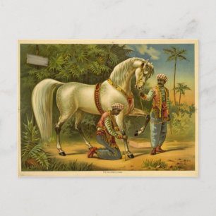 The Sultan's steed 2012 calendar Postcard