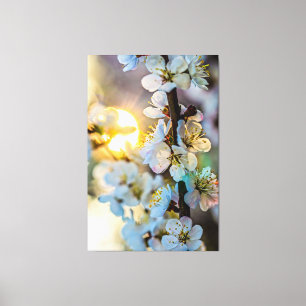 The Sun Behind the Japanese Apricot Blossoms Canvas Print