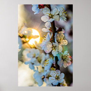 The Sun Behind the Japanese Apricot Blossoms Poster
