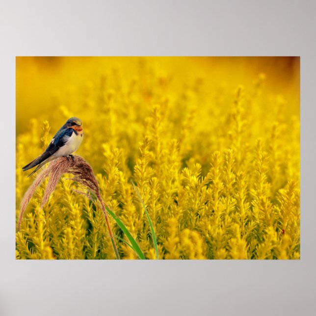 The Swallow Poster (Front)