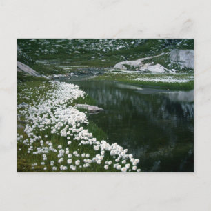 THE SWAN POSTCARD
