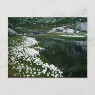 THE SWAN POSTCARD