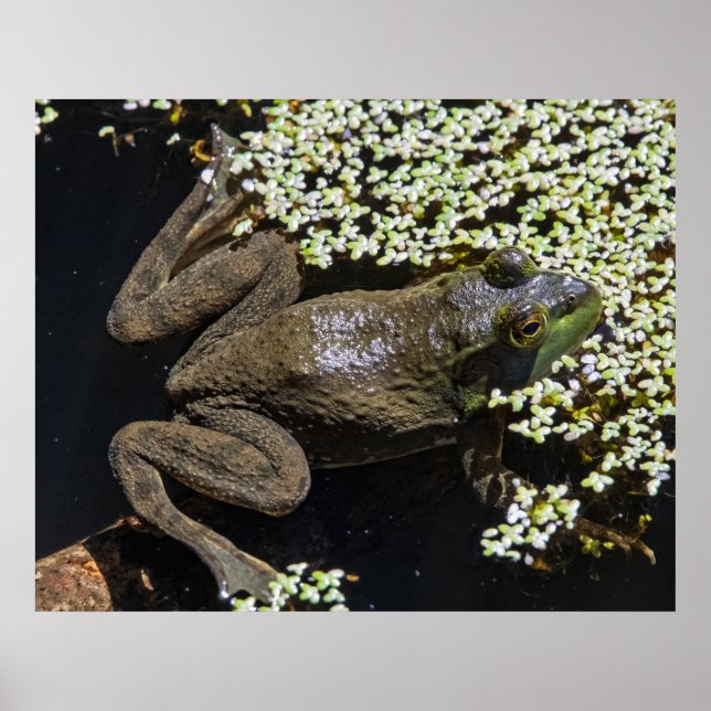 The Swimmer Poster (Front)