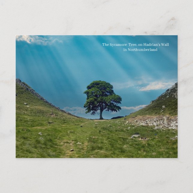 The Sycamore Tree  Postcard (Front)