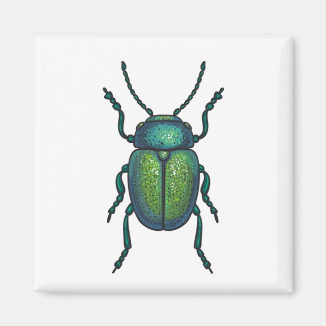 The tansy beetle magnet (Front)