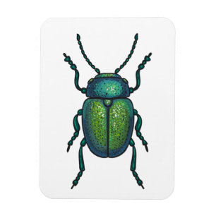 The tansy beetle magnet