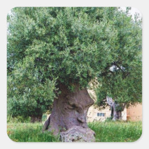 The Thinking Tree in Pugia Square Sticker